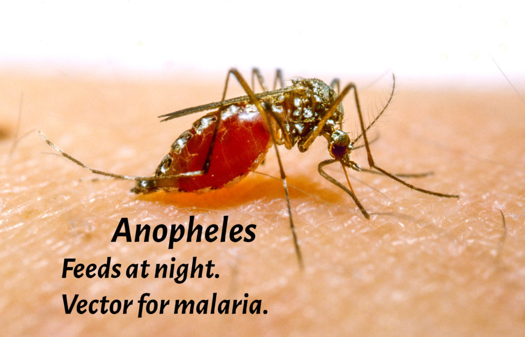 mosquito anopheles stitching and sucking blood