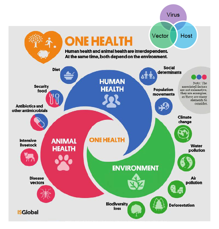 planetary-health-vector-borne-disease-impact-processes-graphic