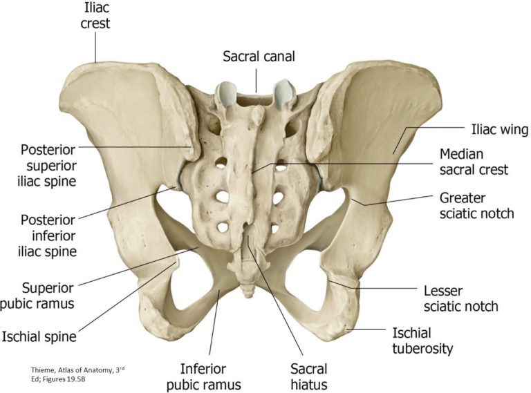 Figure 3. Pelvic skeleton, posterior view.