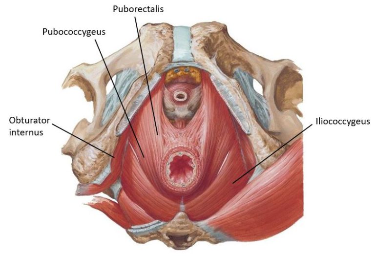 Figure 14. Inferior view of pelvic diaphragm.