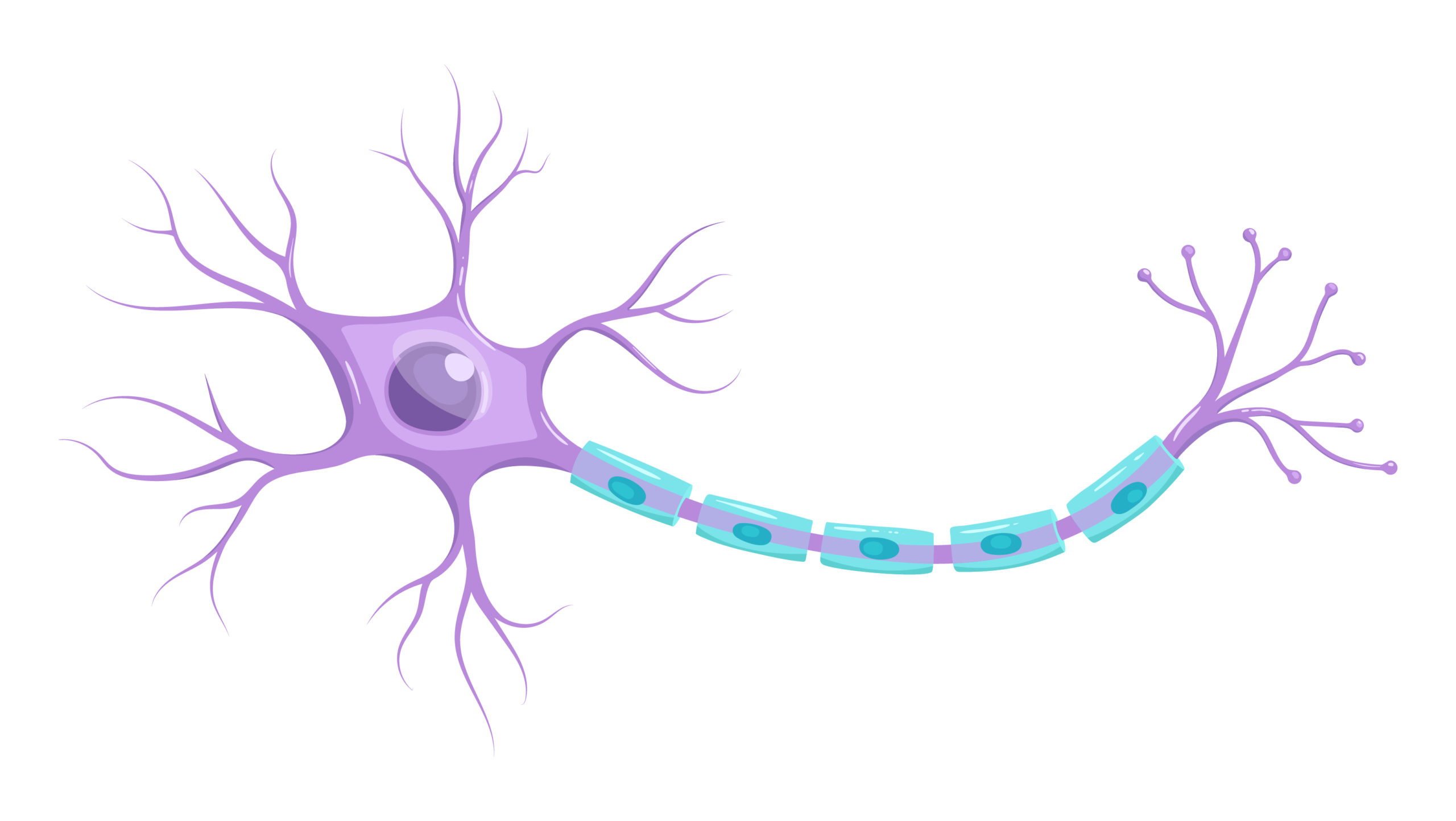 featured-image-autonomic-nervous-system-receptor