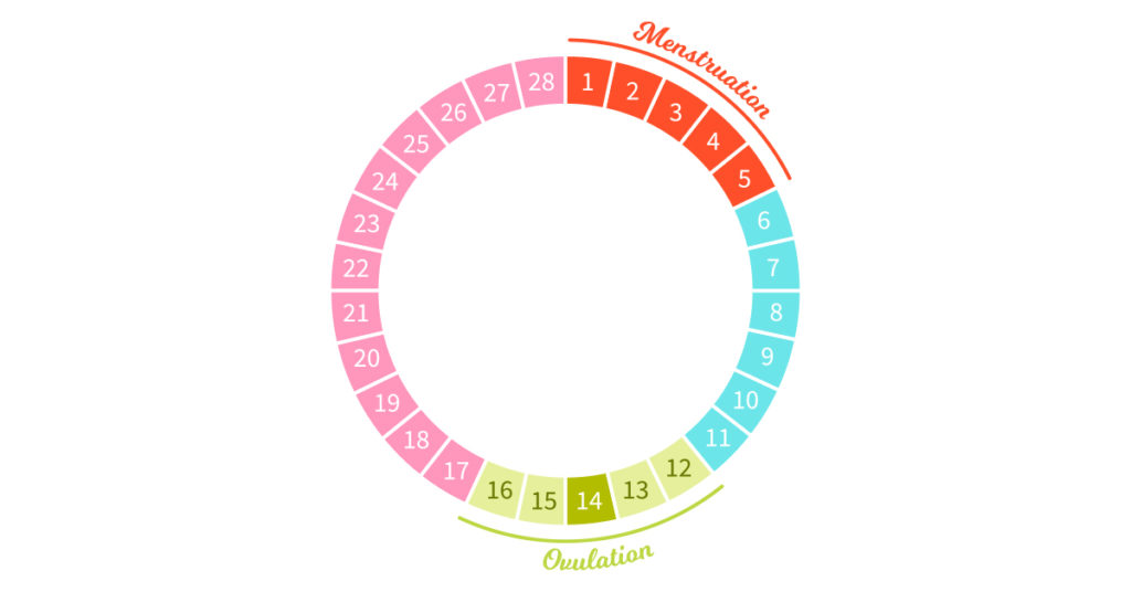 menstrual-cycle