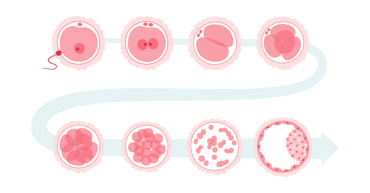 embryogenesis-featured-image