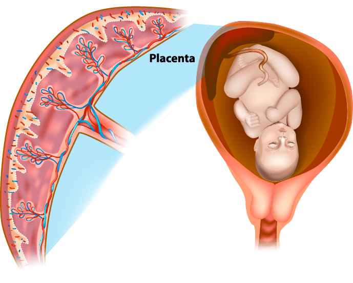 featured-image-placenta