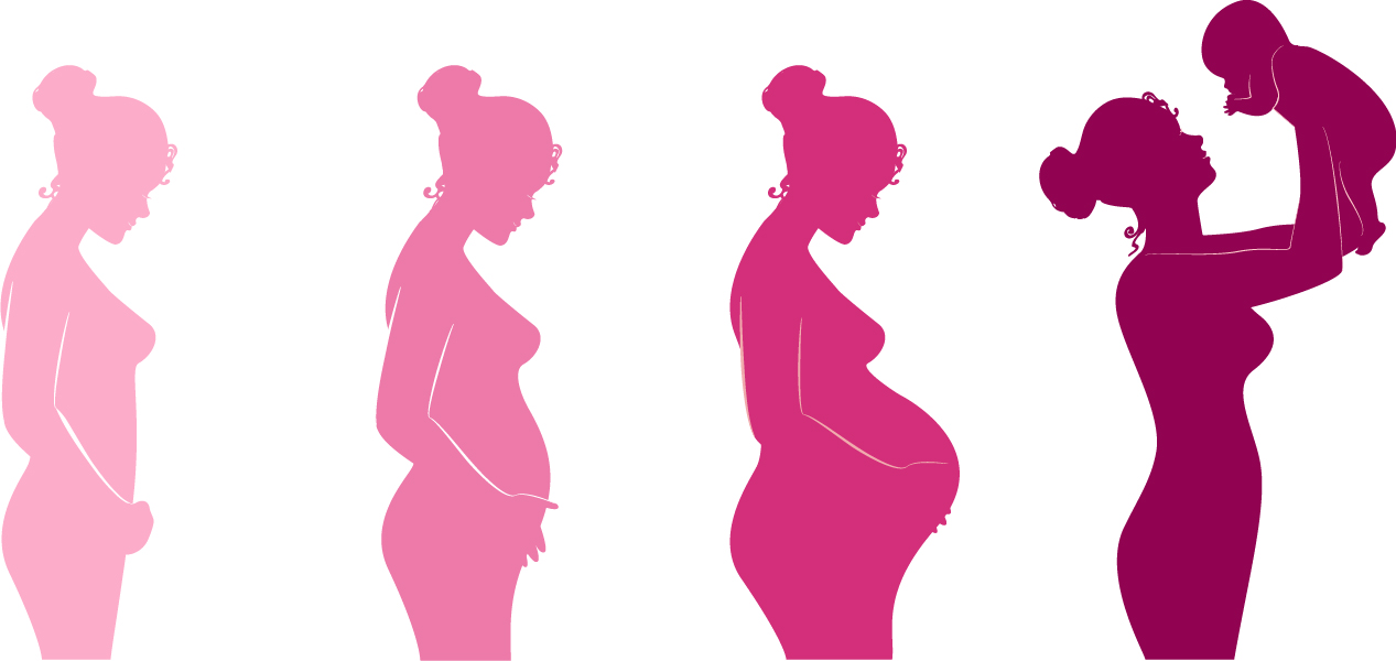 physiology-of-pregnancy-illustration