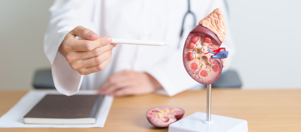 glomerular-physiology-hormones-renin-image