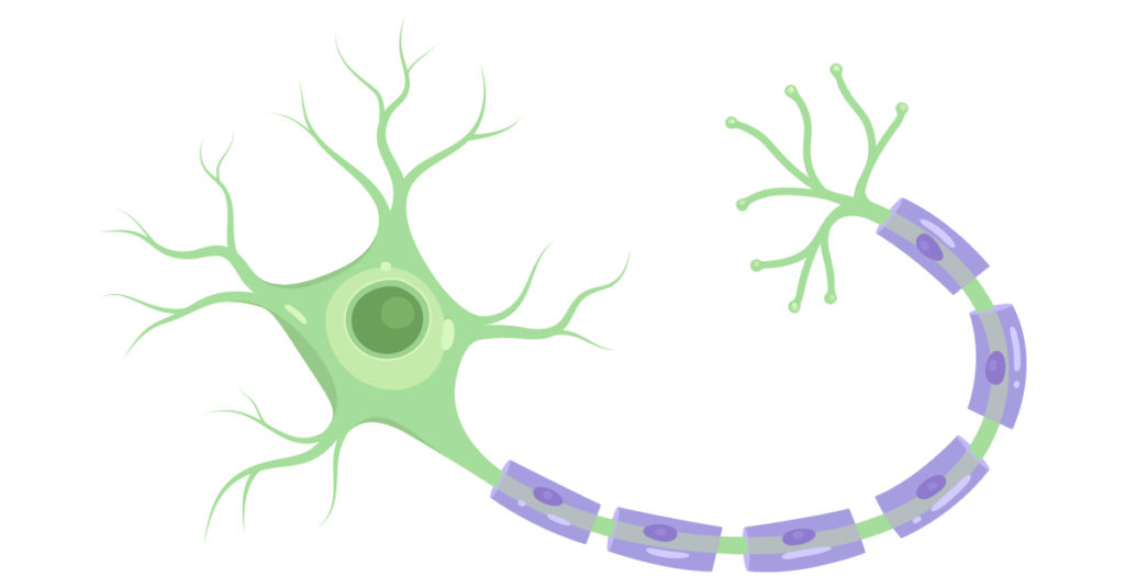 cellular-physiology-excitable-cell-physiology-graphic image