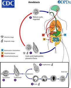 entamoeba-histolytica-life-cycle-image