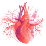 heart illustration