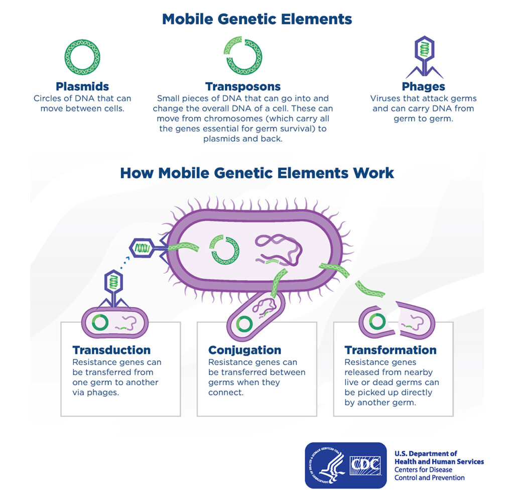 How Antibiotic Resistance Moves Directly Germ to Germ: Any antibiotic use can lead to antibiotic resistance. Antibiotics kill germs like bacteria and fungi, but the resistant survivors remain. Resistance traits can be inherited generation to generation. They can also pass directly from germ to germ by way of mobile genetic elements.