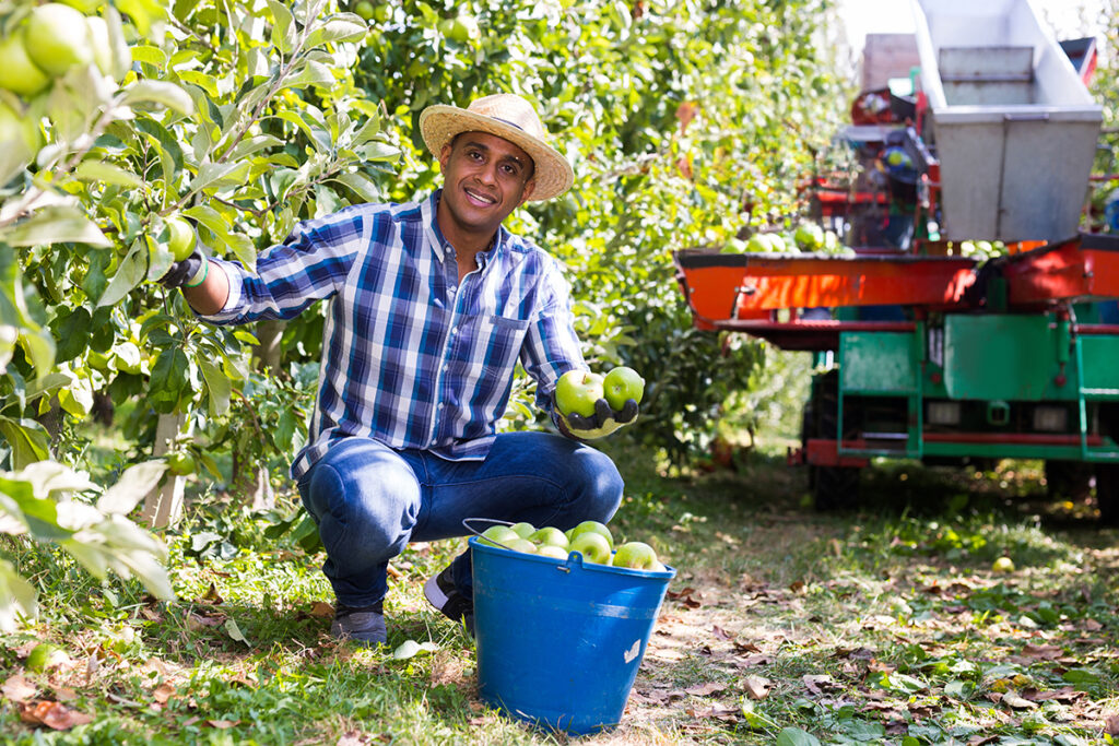 Immigrant farm worker in apple field.