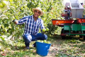Immigrant farm worker in apple field.