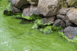 Thick pea green sludge from toxic algae blooms, staining shoreline rocks.
