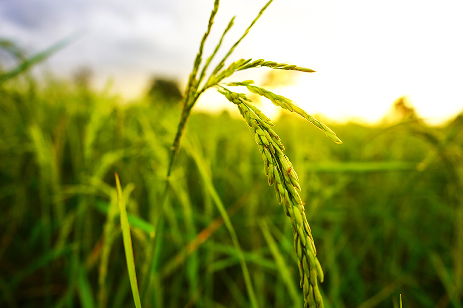 Field of wheat