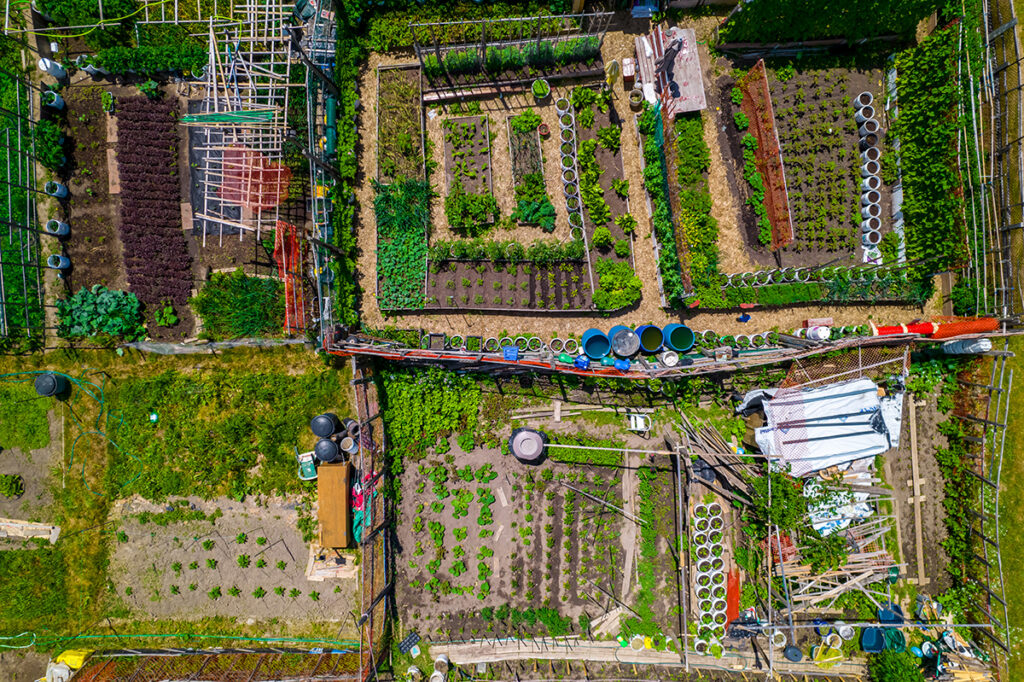 Community gardening or urban foraging and homesteading hobby and leisure. Innovative food sustainability and community farming in urban spaces