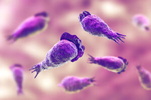 Infection, naegleriasis. Trophozite, infectious form of the parasite Naegleria fowleri, 3D illustration.