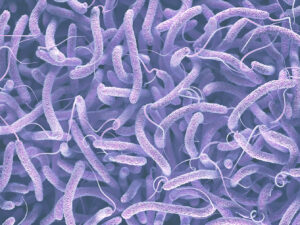 Vibrio infection, Gram-negative bacteria. 3D illustration of bacteria with flagella.