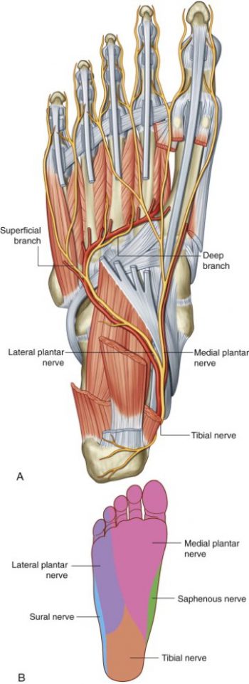 Figure 28.12 GRAY’S ANATOMY FOR STUDENTS, 3RD EDITION.