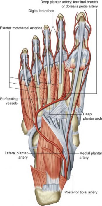 Figure 28.13 GRAY’S ANATOMY FOR STUDENTS, 3RD EDITION.