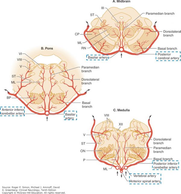Figure 3.3. Schematic of blood supply to brain stem regions (in transverse section). Simon, Clinical Neurology, 10e.