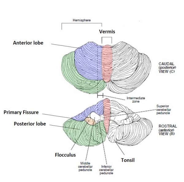 Figure 3.9. Cerebellar anatomy. From Neuroanatomy: A Laboratory Guide by Jansen and Lampa, 2018.