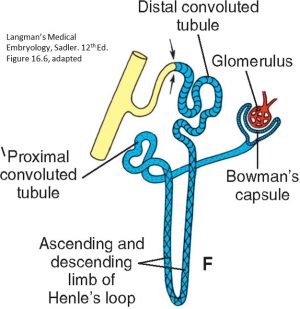 Figure 31.1.