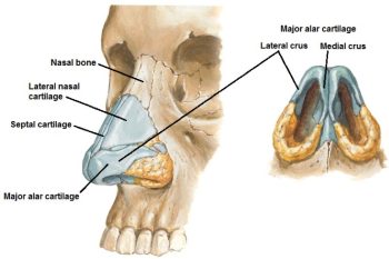 Figure 34.1. NETTER, ATLAS OF HUMAN ANATOMY, 6TH ED., PLATE 35.