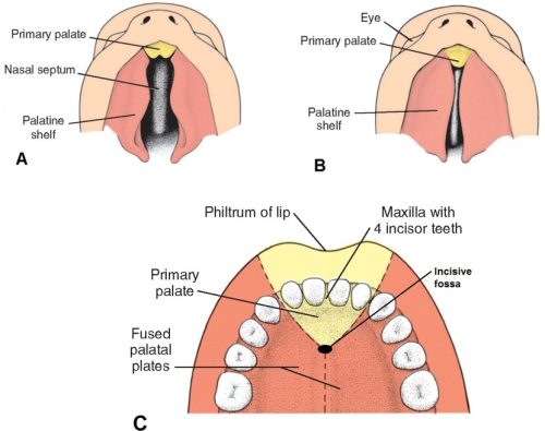 Figure 35.21. LANGMAN’S MEDICAL EMBRYOLOGY, 12TH ED., FIGURES 17.25, 17.26, AND 17.24.