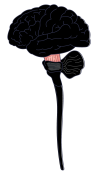 lab03-00a-brainstem-vector