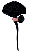lab03-00b-brainstem-vector