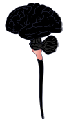 lab03-00c-brainstem-vector
